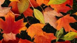 fall leaves